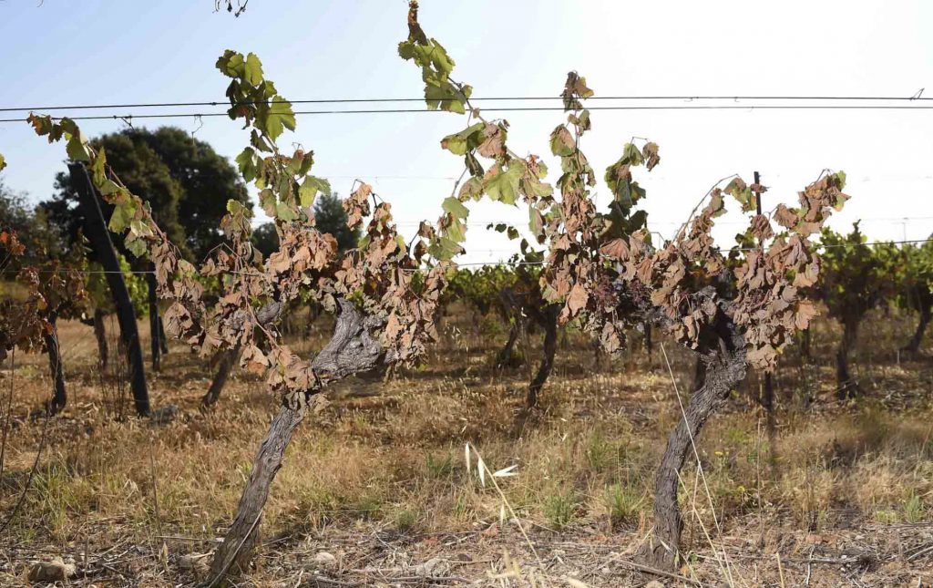urban_nutters_dried_out_crops_vineyard