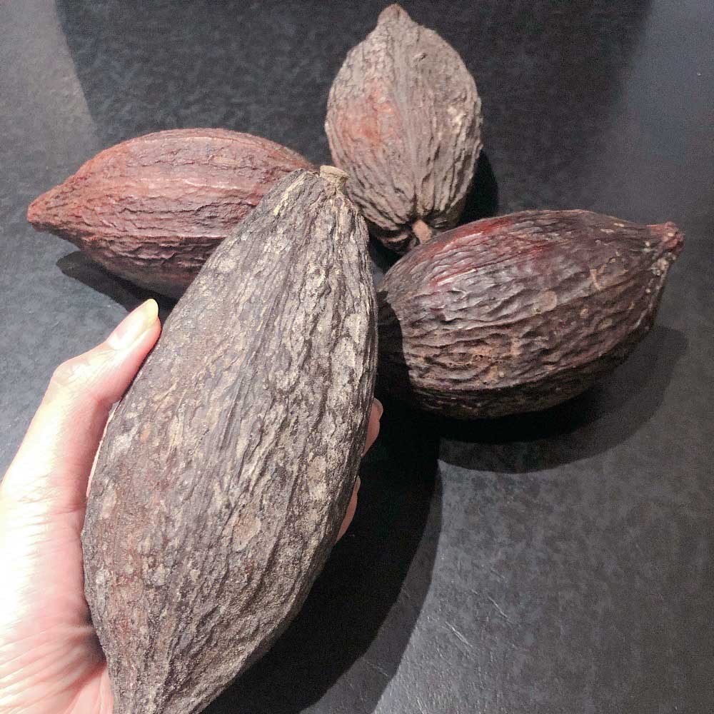 urban-nutters-chocolate-dried-cacao-pods-differences