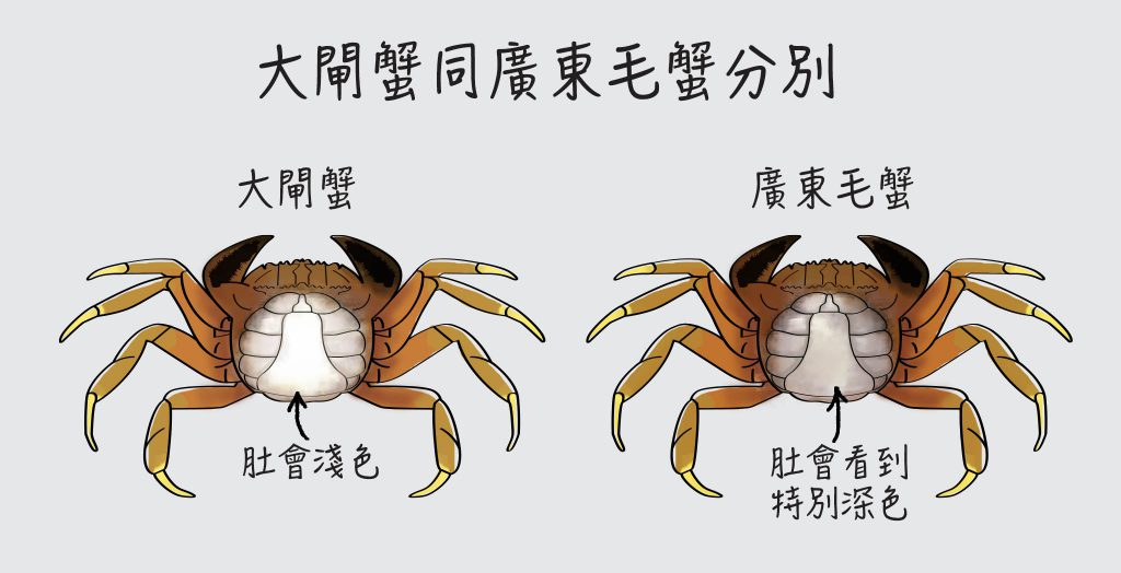 urban-nutters-wiki-chinese-cuisine-shanghai-mittencrab_difference